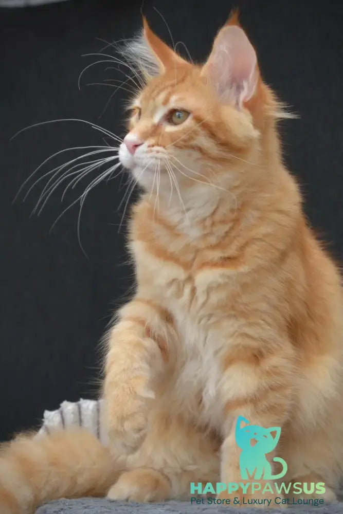 Velvet Maine Coon male red tabby - live animals