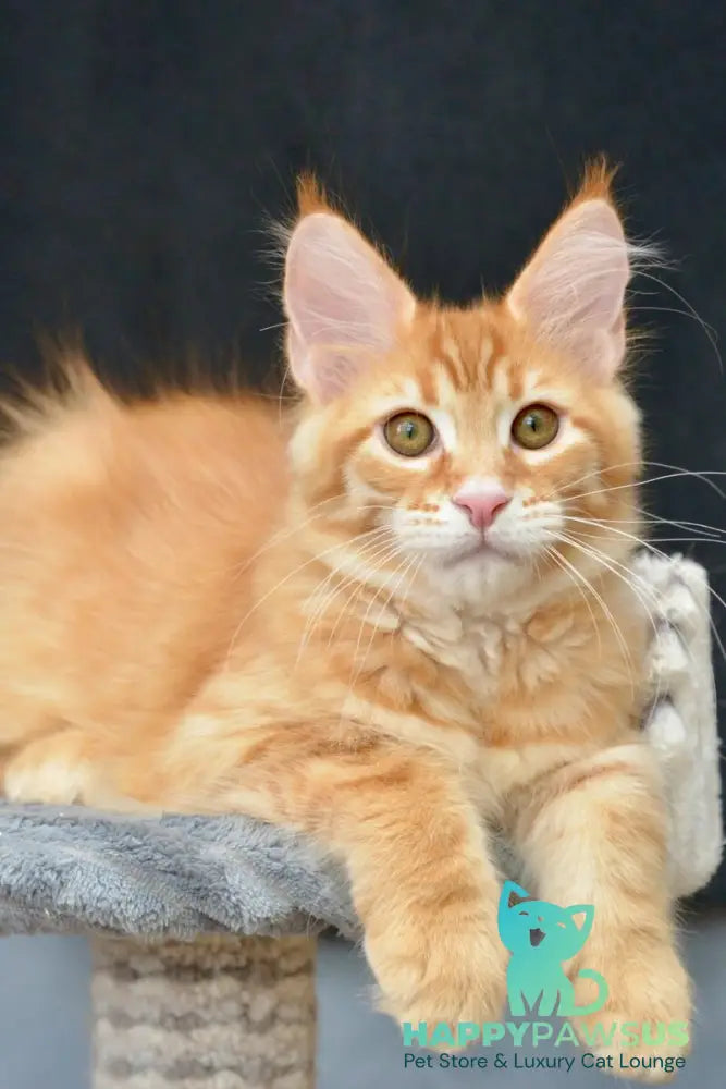 Velvet Maine Coon male red tabby - live animals