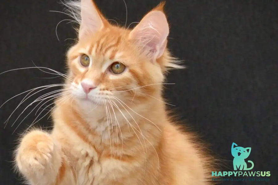 Velvet Maine Coon male red tabby - live animals