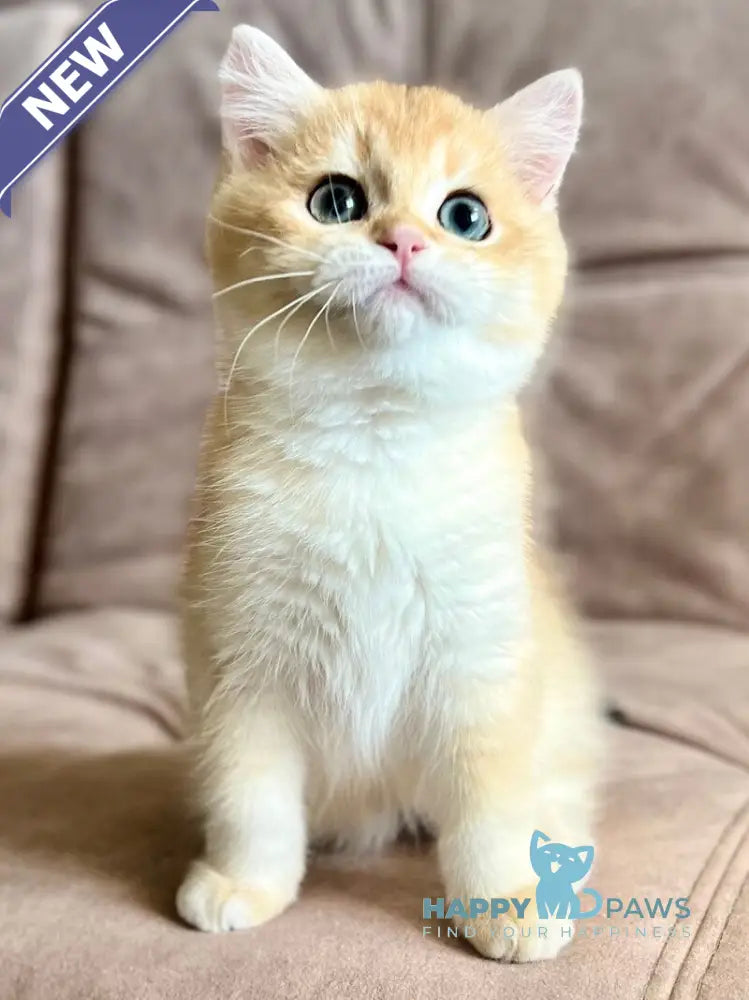 Velyur British Shorthair male black golden chinchilla live animals