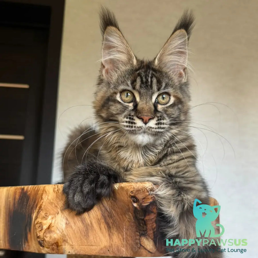 Venalisa Maine Coon female black tortie tabby - live animals