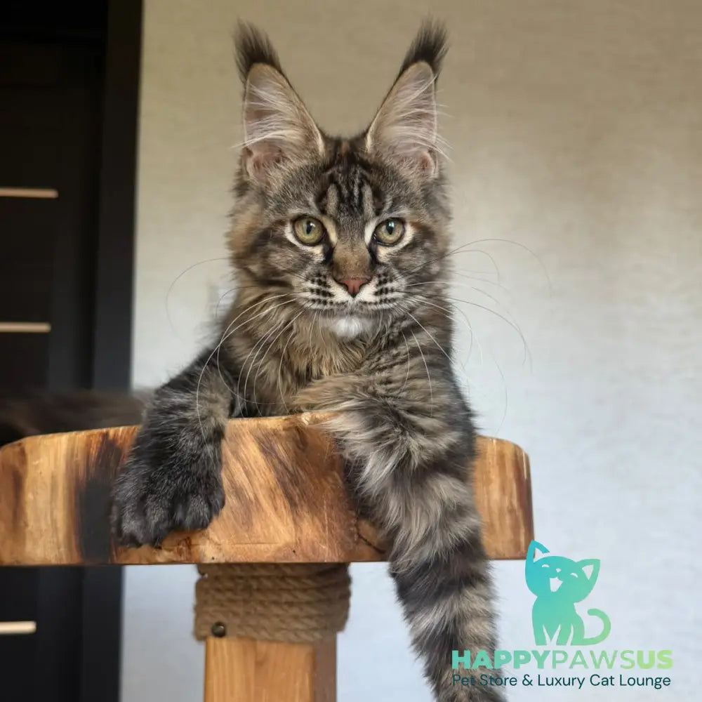 Venalisa Maine Coon female black tortie tabby - live animals