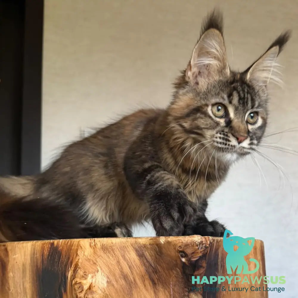 Venalisa Maine Coon female black tortie tabby - live animals