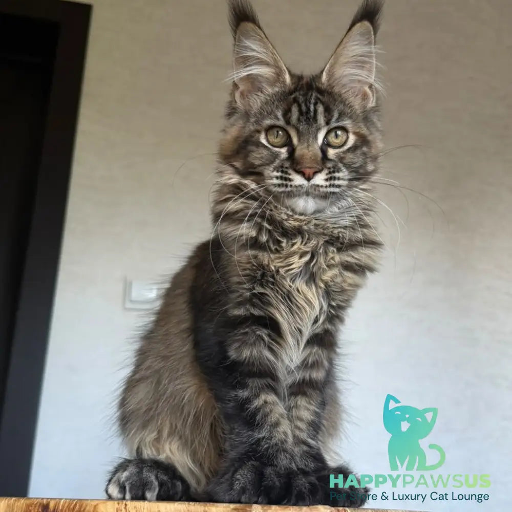 Venalisa Maine Coon female black tortie tabby - live animals