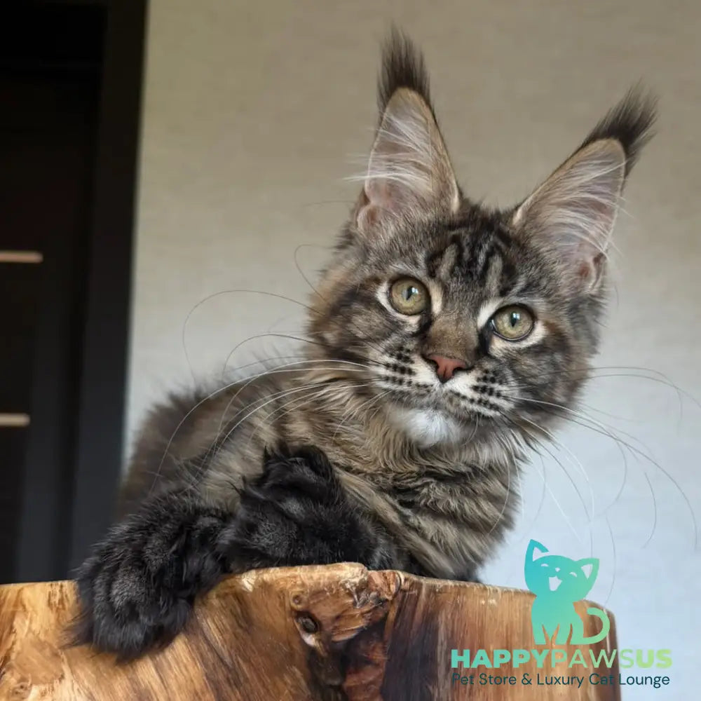 Venalisa Maine Coon female black tortie tabby - live animals