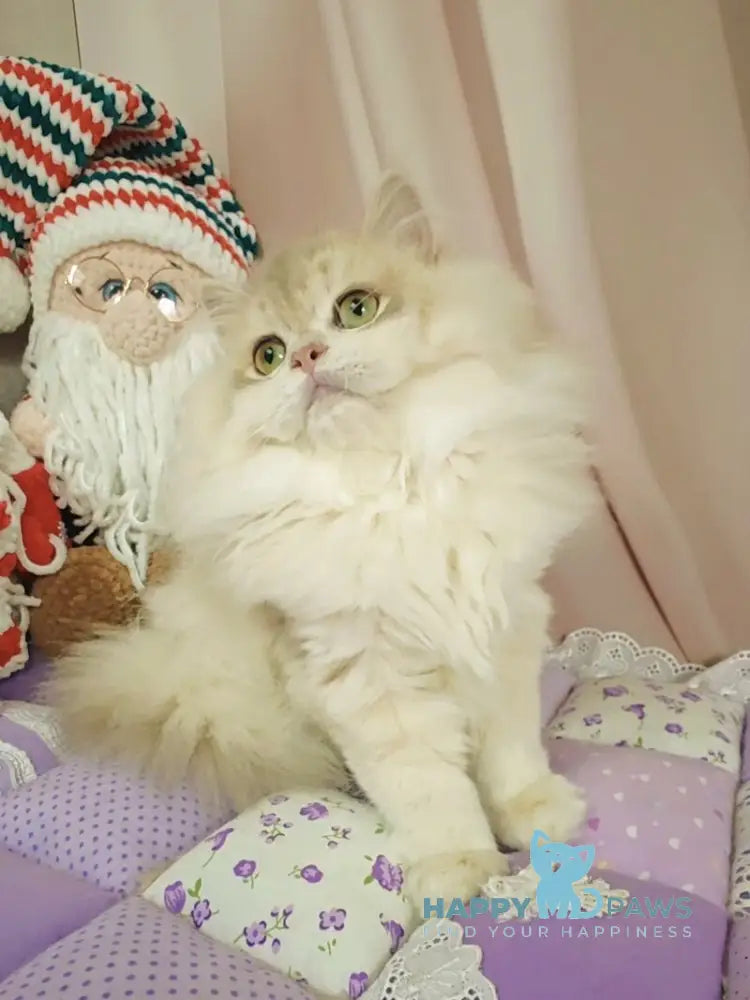 Vendy British Longhair female blue golden chinchilla live animals