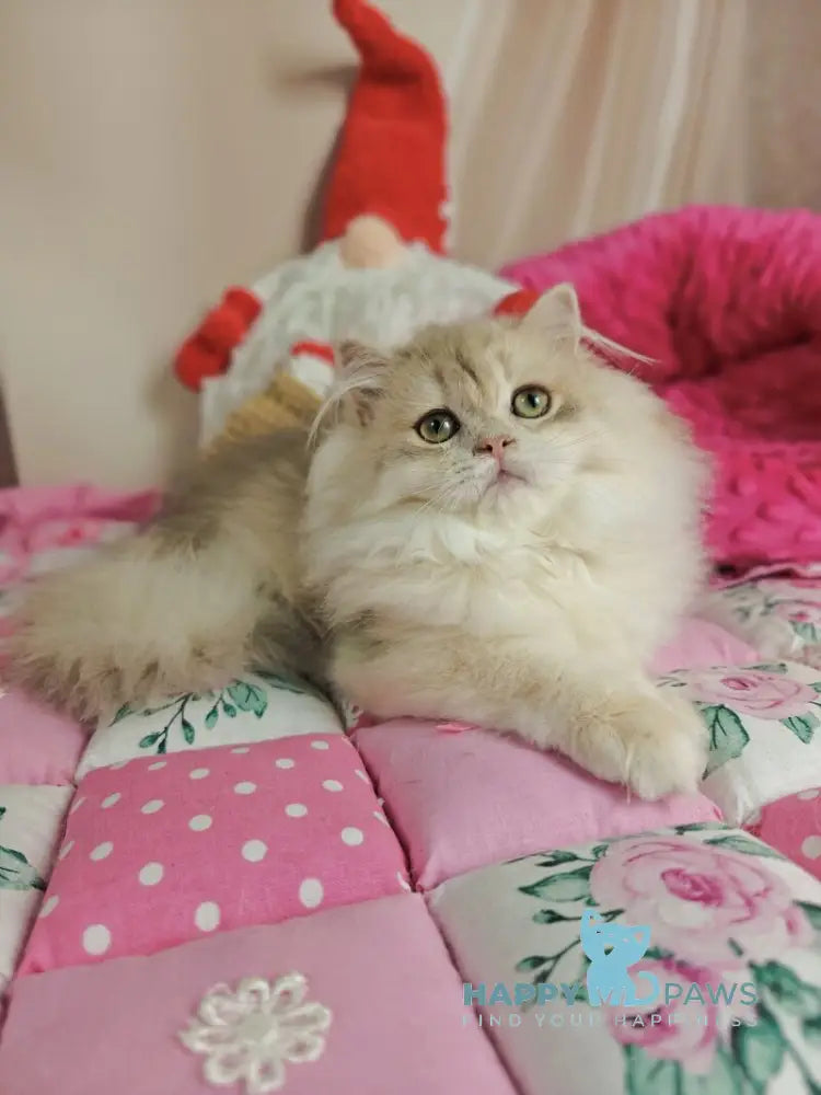 Vendy British Longhair female blue golden chinchilla live animals