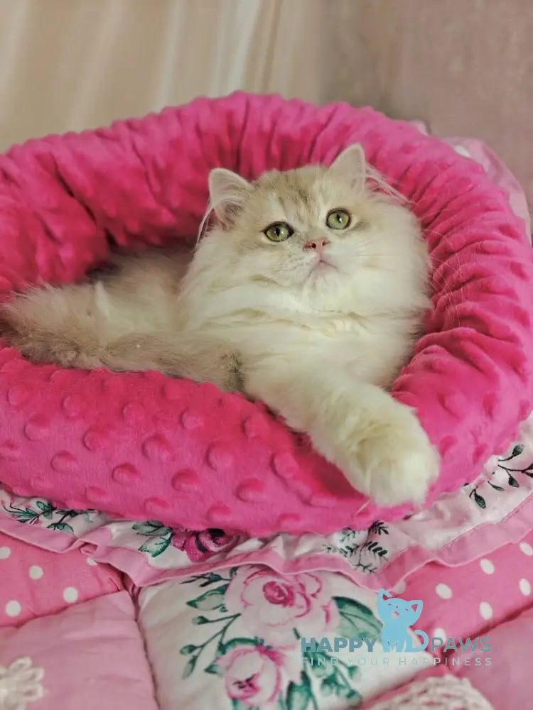 Vendy British Longhair female blue golden chinchilla live animals