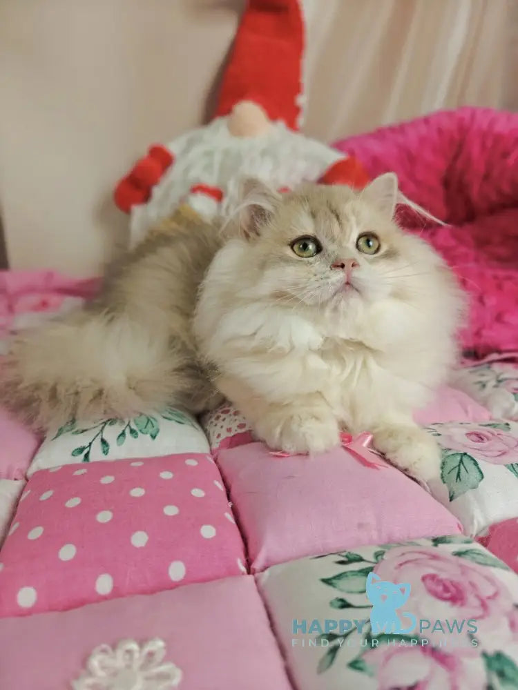 Vendy British Longhair female blue golden chinchilla live animals