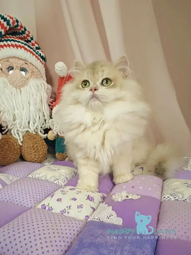 Vendy British Longhair female blue golden chinchilla live animals