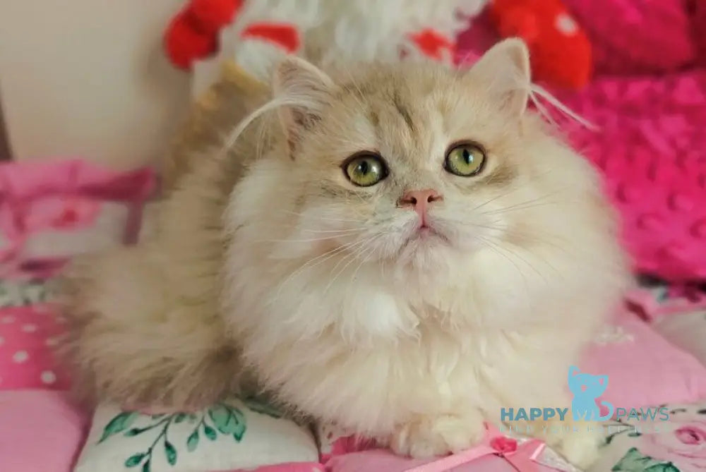 Vendy British Longhair female blue golden chinchilla live animals