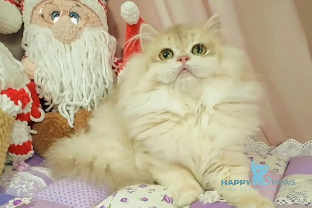 Vendy British Longhair female blue golden chinchilla live animals