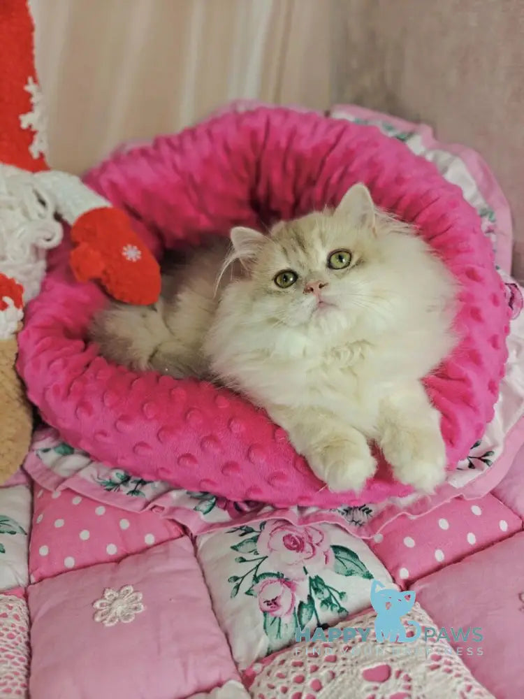 Vendy British Longhair female blue golden chinchilla live animals
