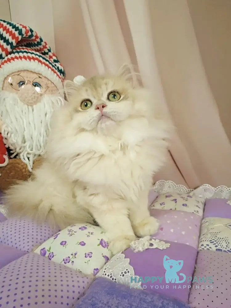 Vendy British Longhair female blue golden chinchilla live animals