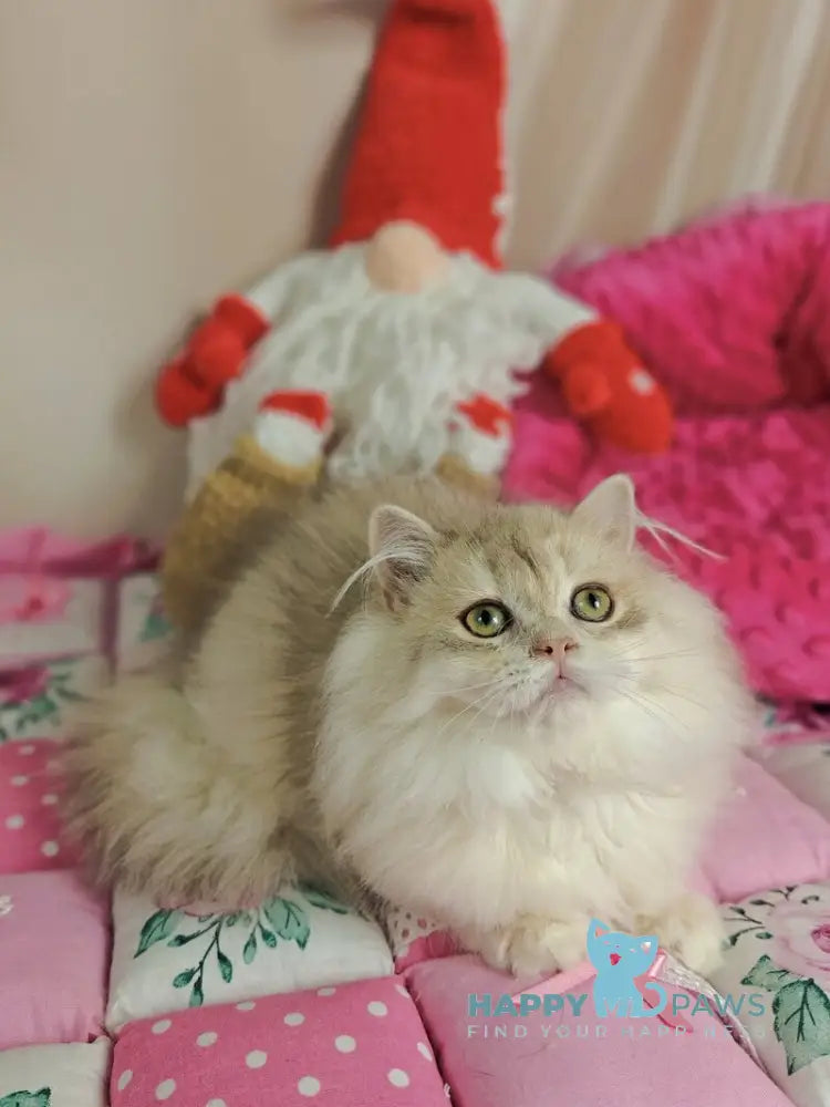 Vendy British Longhair female blue golden chinchilla live animals