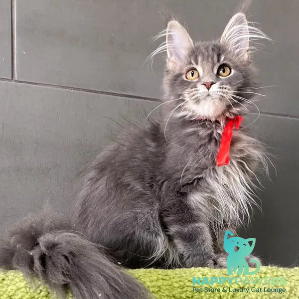 Vendy Maine Coon female blue tabby - live animals