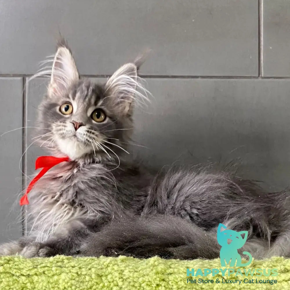 Vendy Maine Coon female blue tabby - live animals