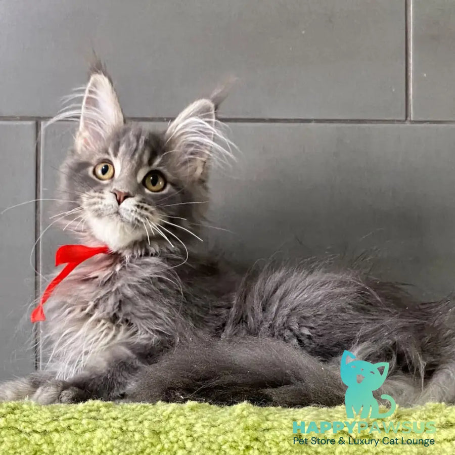 Vendy Maine Coon female blue tabby - live animals