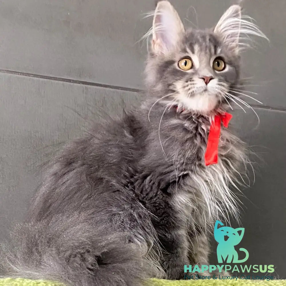 Vendy Maine Coon female blue tabby - live animals