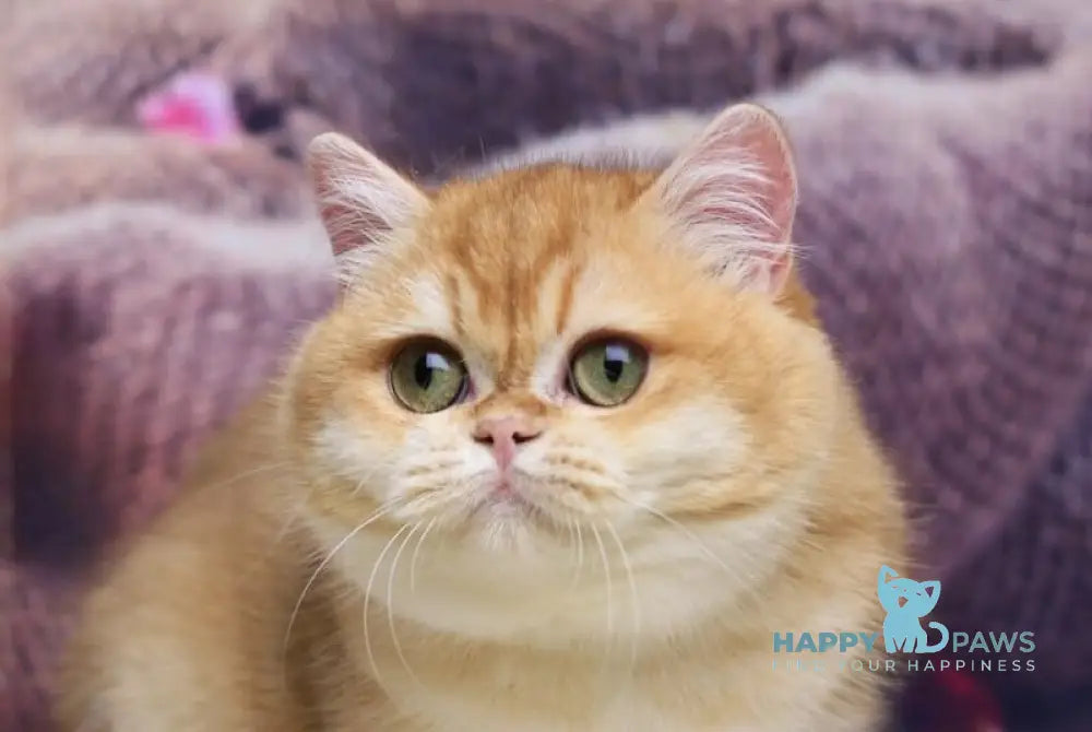 Venera British Shorthair female black golden chinchilla live animals