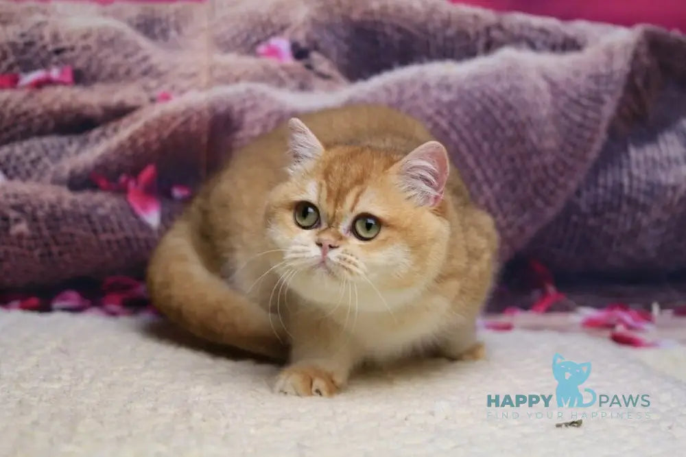 Venera British Shorthair female black golden chinchilla live animals