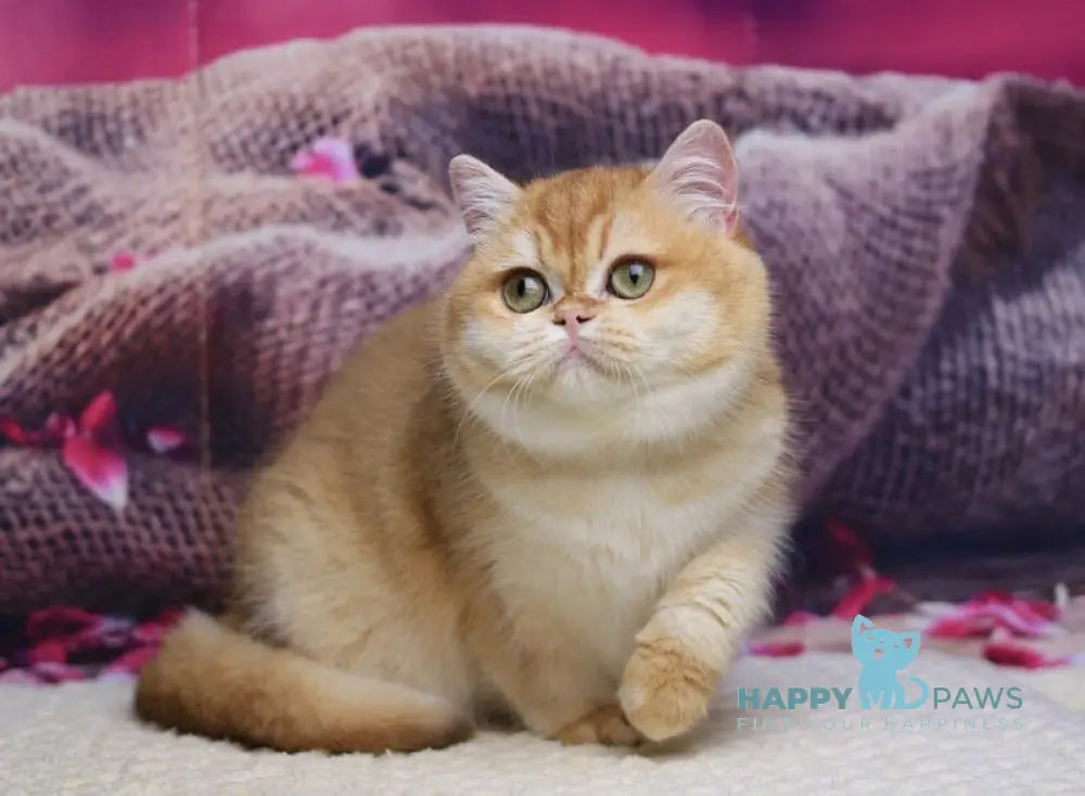 Venera British Shorthair female black golden chinchilla live animals