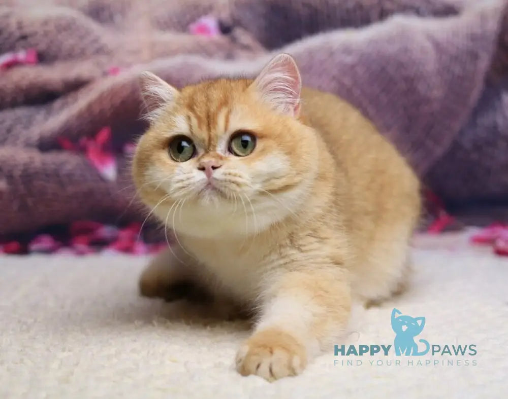 Venera British Shorthair female black golden chinchilla live animals