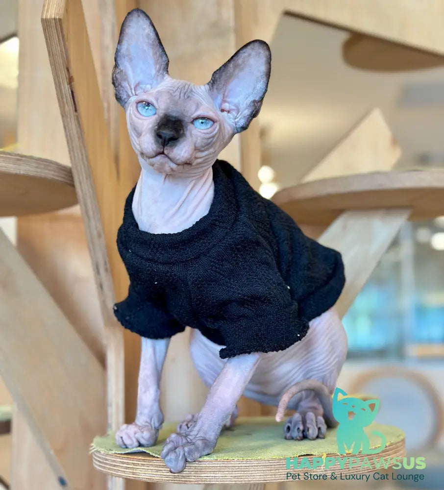 Venera Canadian Sphynx female tortie seal pointed - live animals