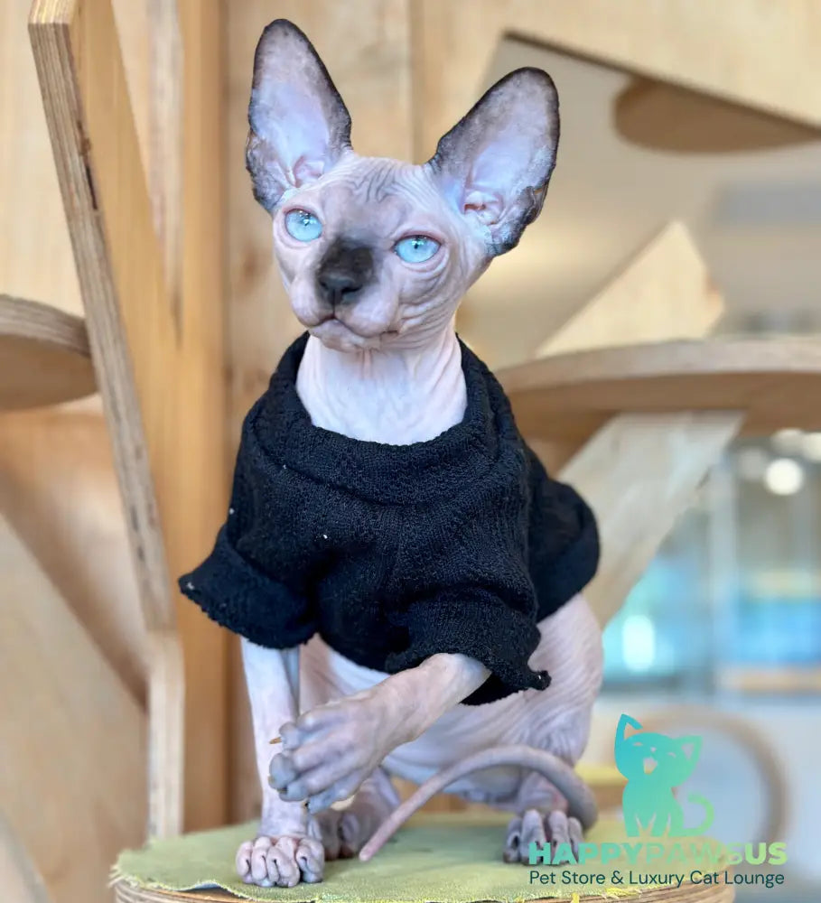Venera Canadian Sphynx female tortie seal pointed - live animals