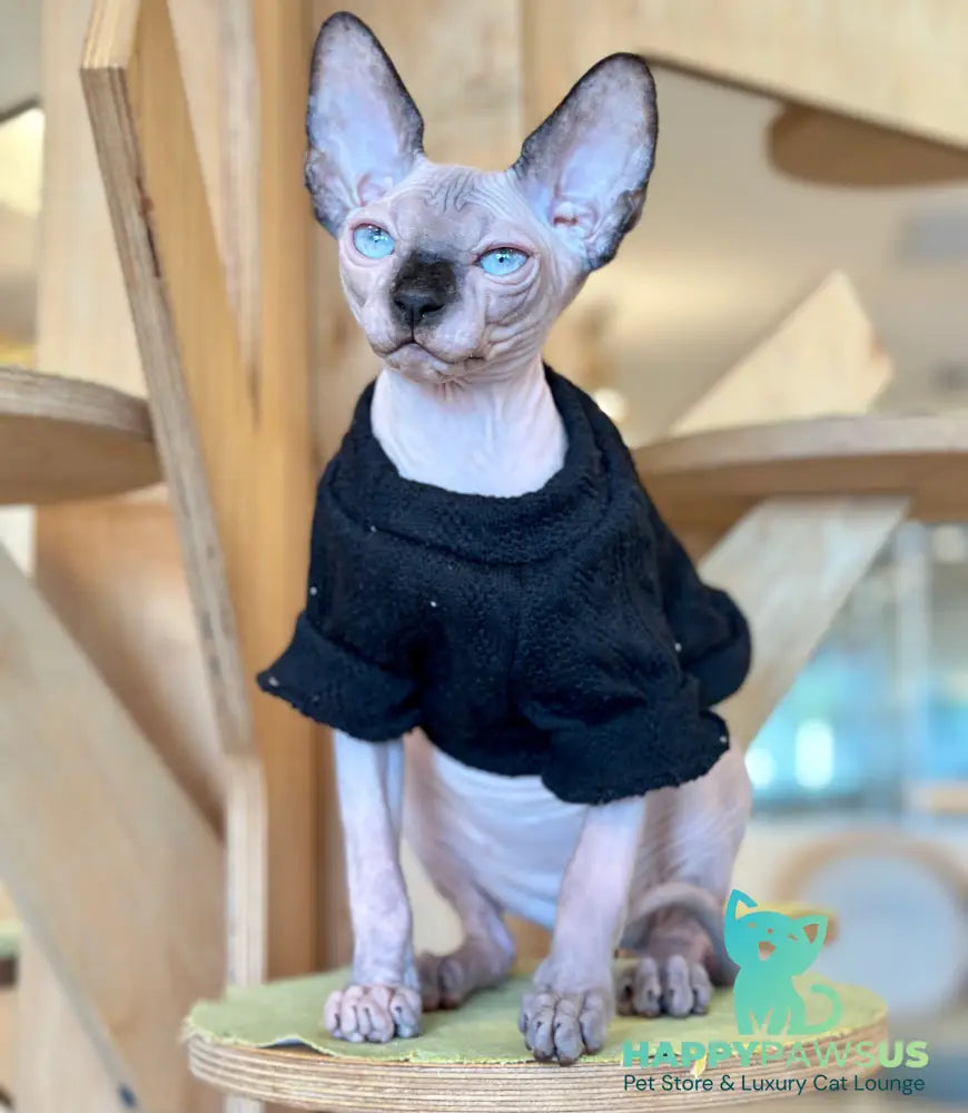 Venera Canadian Sphynx female tortie seal pointed - live animals