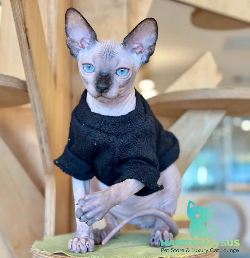 Venera Canadian Sphynx female tortie seal pointed - live animals
