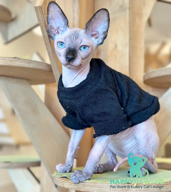 Venera Canadian Sphynx female tortie seal pointed - live animals
