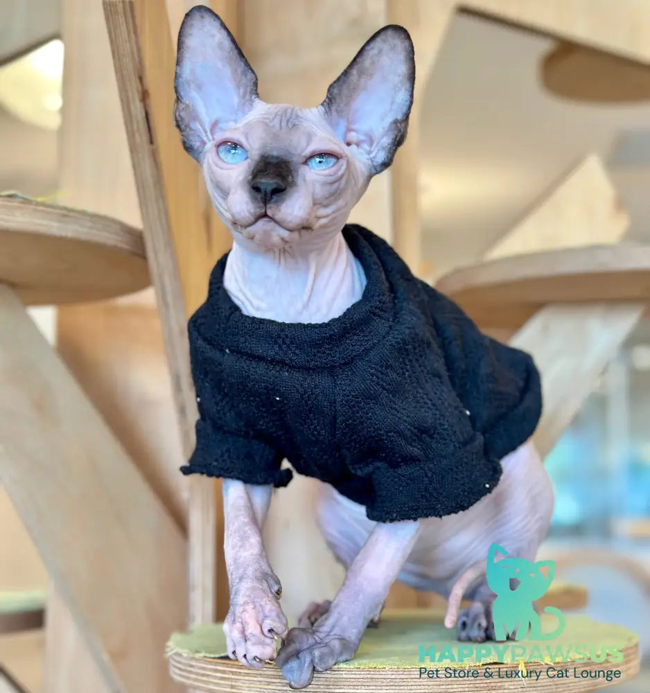 Venera Canadian Sphynx female tortie seal pointed - live animals