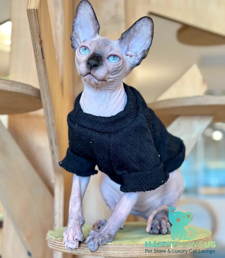 Venera Canadian Sphynx female tortie seal pointed - live animals