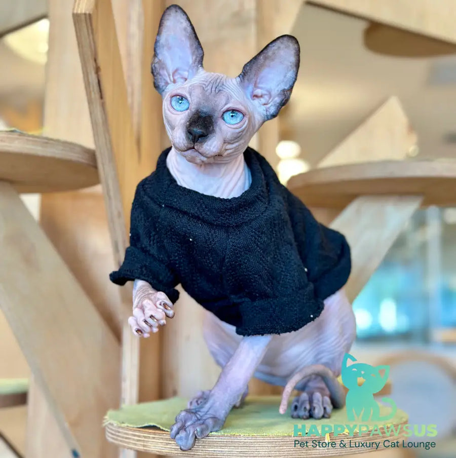 Venera Canadian Sphynx female tortie seal pointed - live animals