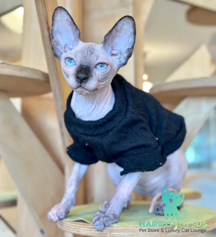 Venera Canadian Sphynx female tortie seal pointed - live animals