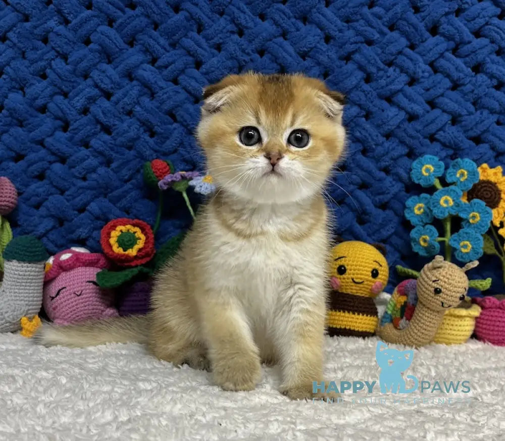 Venera Scottish Fold female black golden spotted tabby live animals