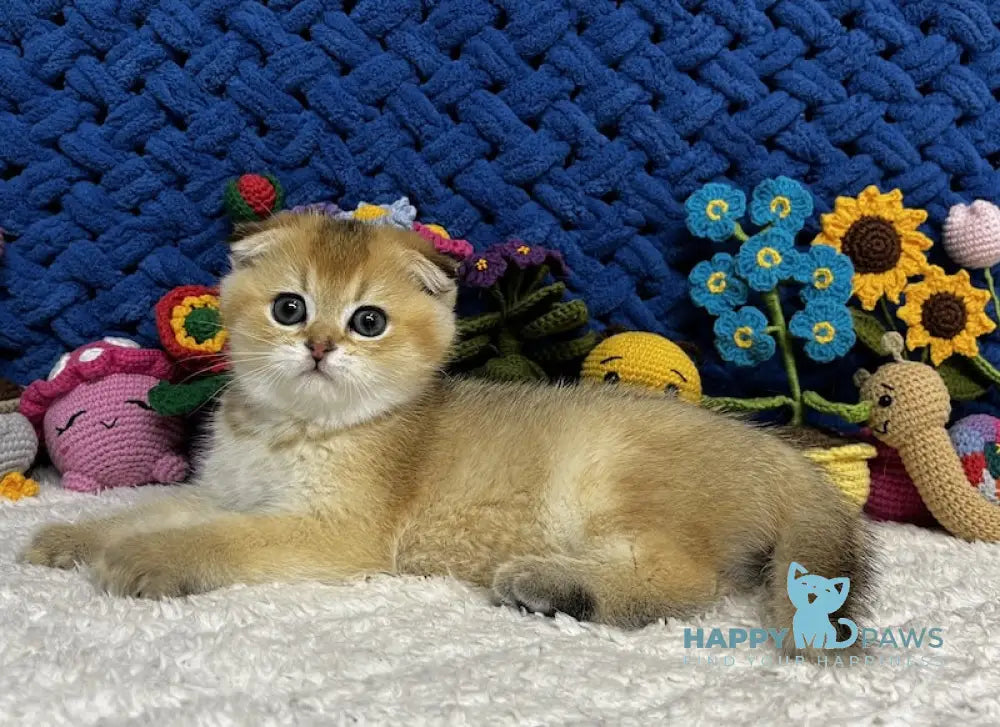Venera Scottish Fold female black golden spotted tabby live animals