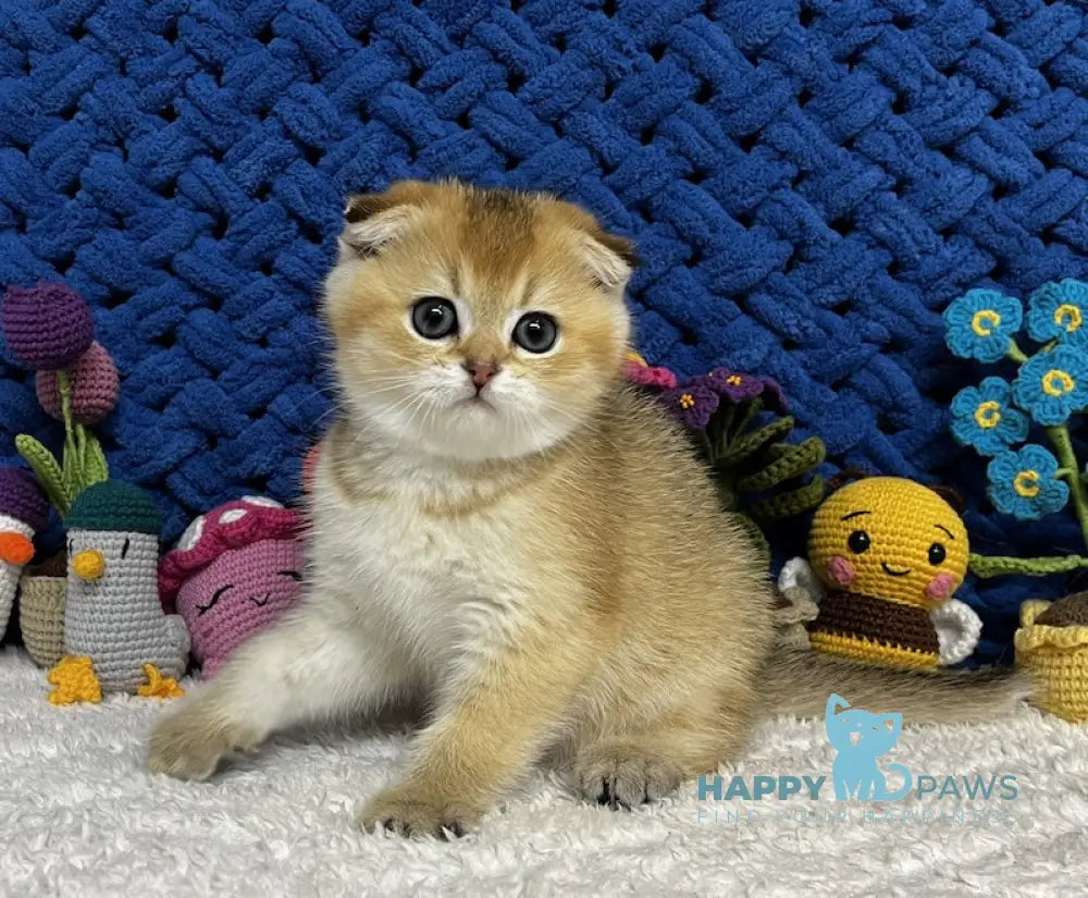 Venera Scottish Fold female black golden spotted tabby live animals