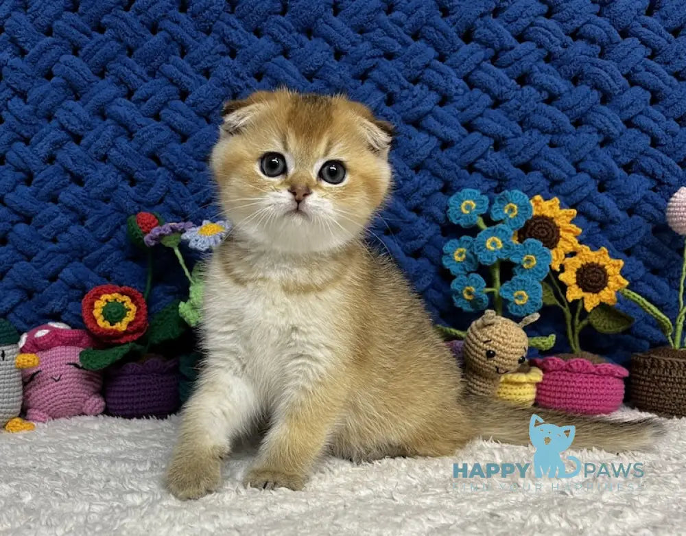 Venera Scottish Fold female black golden spotted tabby live animals