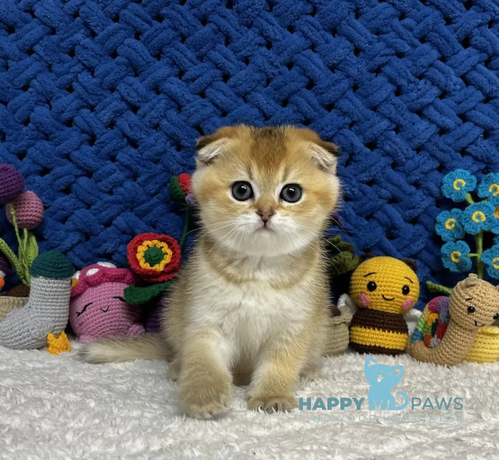 Venera Scottish Fold female black golden spotted tabby live animals