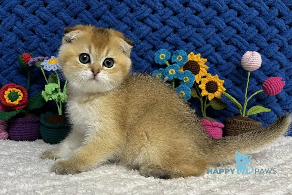 Venera Scottish Fold female black golden spotted tabby live animals