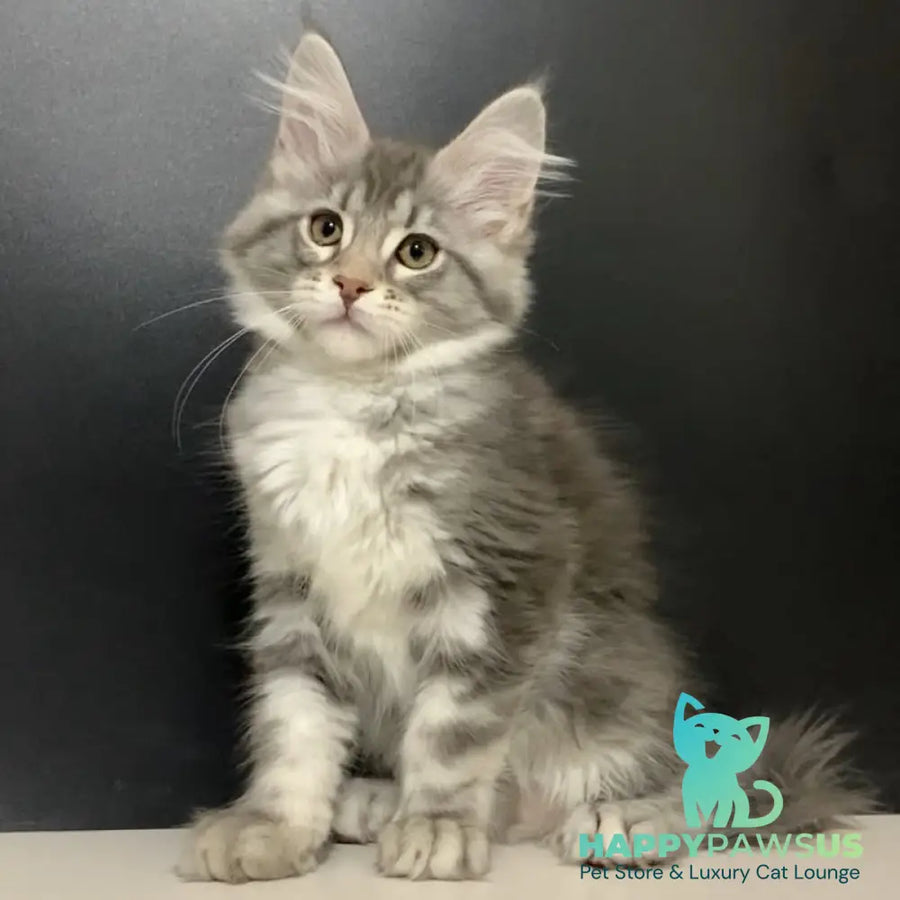 Venezia Maine Coon female black silver tabby - live animals