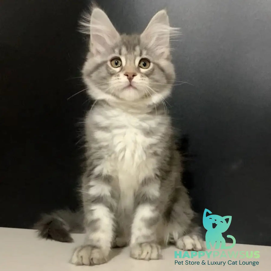 Venezia Maine Coon female black silver tabby - live animals