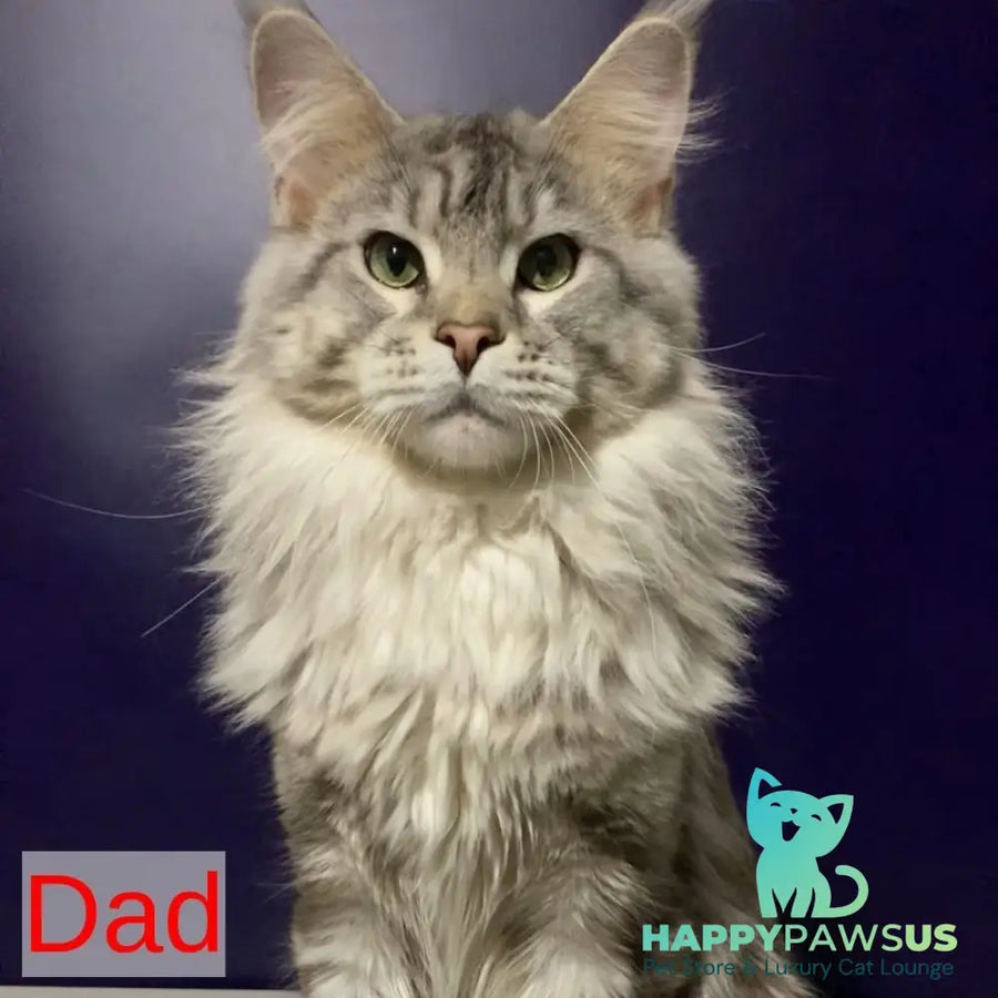 Venezia Maine Coon female black silver tabby - live animals