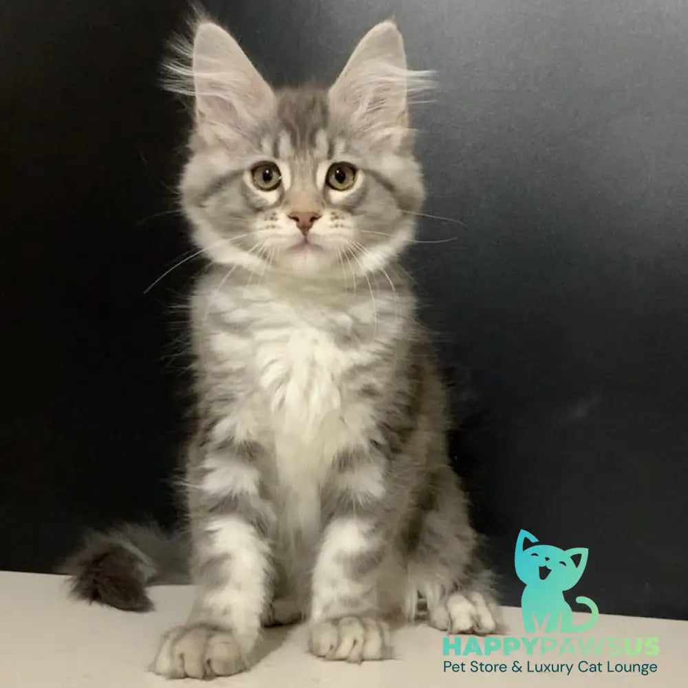 Venezia Maine Coon female black silver tabby - live animals