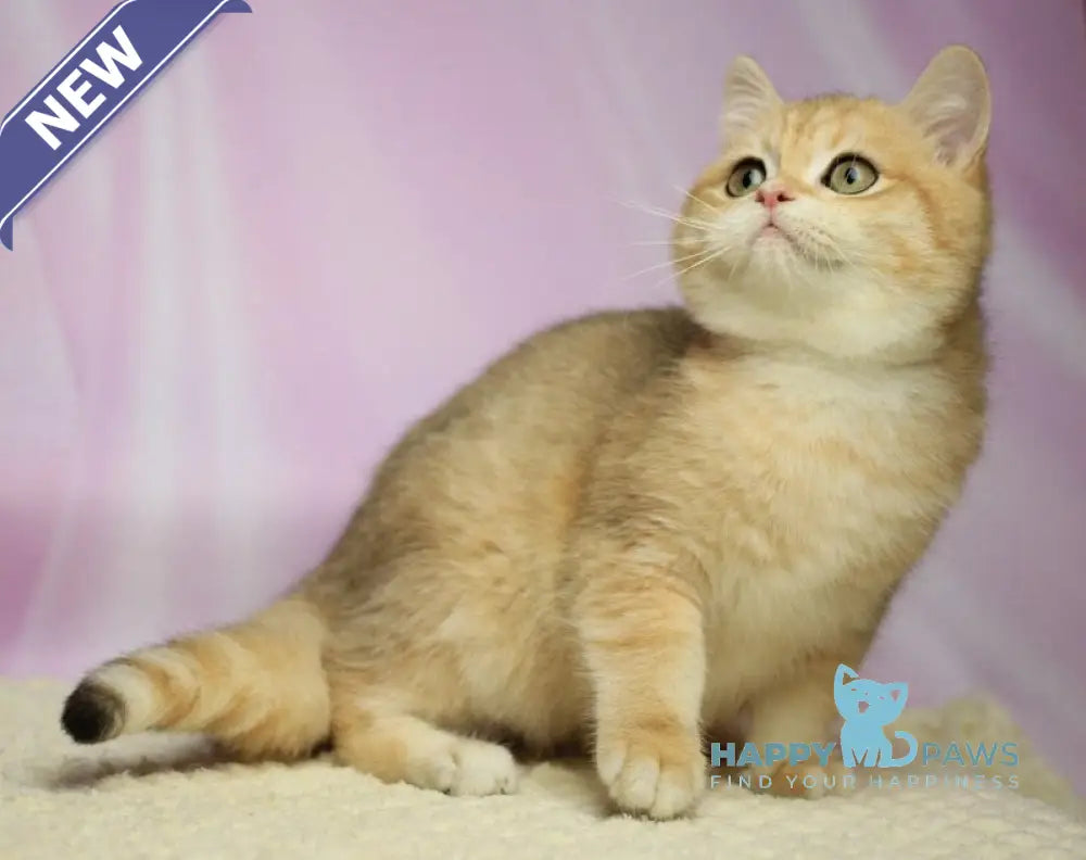 Venia British Shorthair female black golden spotted tabby live animals