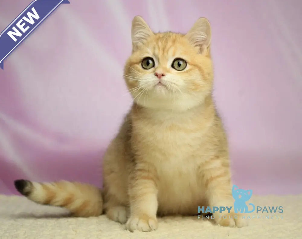 Venia British Shorthair female black golden spotted tabby live animals
