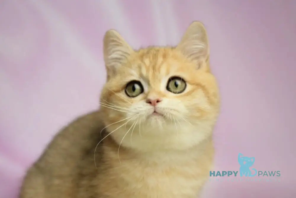Venia British Shorthair female black golden spotted tabby live animals