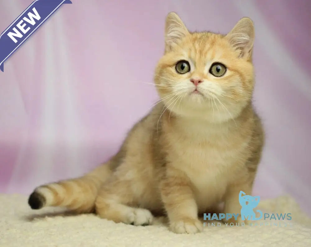 Venia British Shorthair female black golden spotted tabby live animals